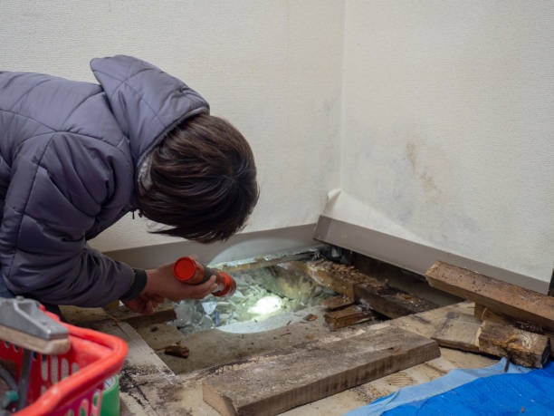 Best Basement Mold Removal  in Wewa, OK